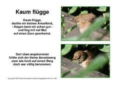 Amselgedicht-Kaum-Flügge-Fotos-1-3.pdf